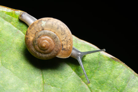 Macro snail on green leaf
