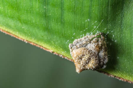 Macro spider on the leafの写真素材