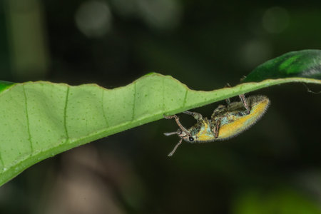 Macro insect Green weevil on leaf