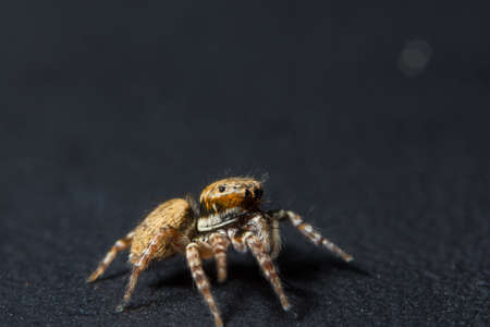 Take a close-up spiderの写真素材