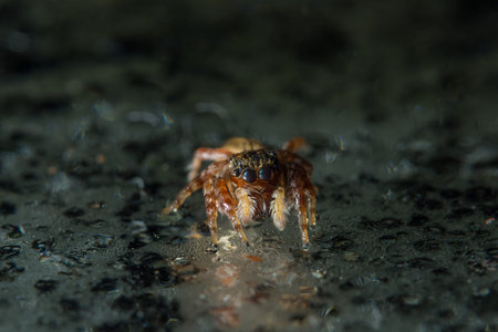 Macro spider on glass