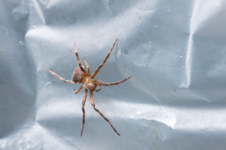 Macro spider on the leaf
