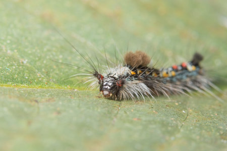 Macro worm on leaf