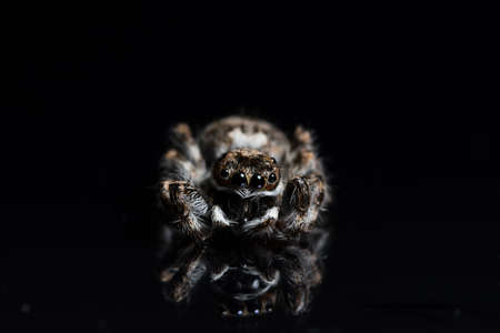 Macro Spider on Black Mirrorの写真素材