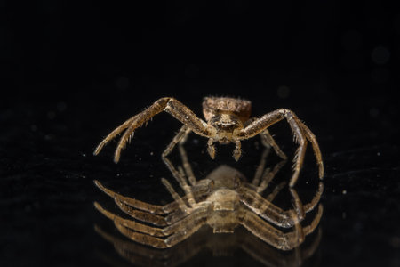 Macro spider on glass