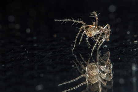 Macro spider on glassの写真素材