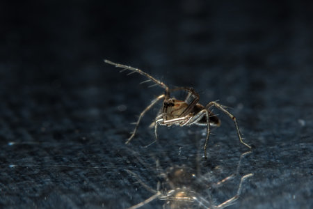 Macro spider on glassの写真素材