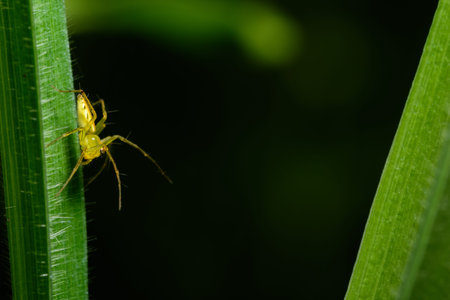 Macro spider on the leaf