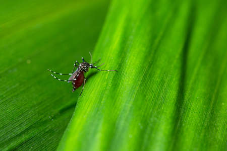 Background macro mosquito on leafの写真素材