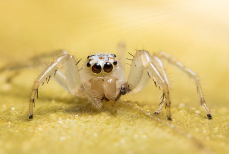 Macro background spider