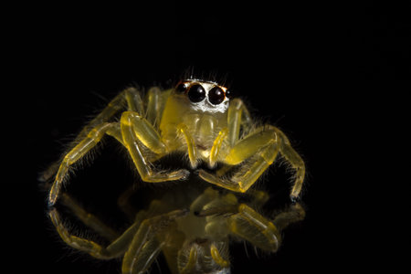 Macro spider on glass