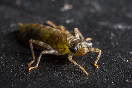 Macro dragonfly larvae