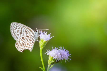 Butterfly macro on flower