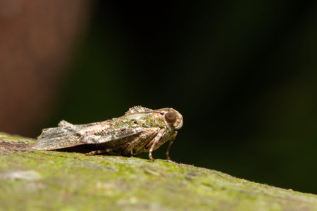Macro insect on leaf