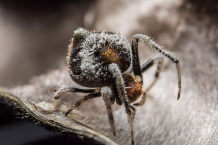 Macro Spider Bokeo Backgroundの写真素材
