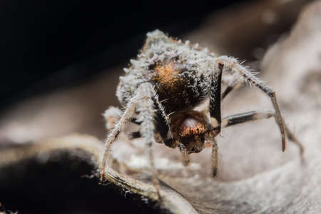 Macro Spider Bokeo Backgroundの写真素材