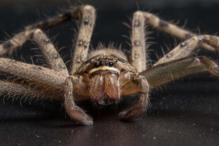 Macro Animal Spiderの写真素材