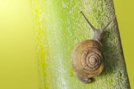 Macro snail on the plant