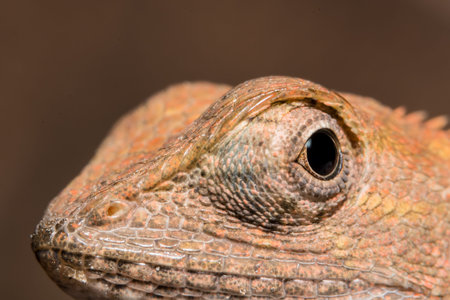 Take a closer look at the chameleon