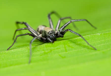 Macro spider on the leafの写真素材