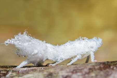 Durian psyllid macros on woodの写真素材