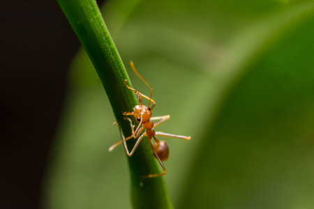 Macro red ants on plants
