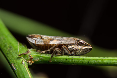 Macro Leafhopper on the plant