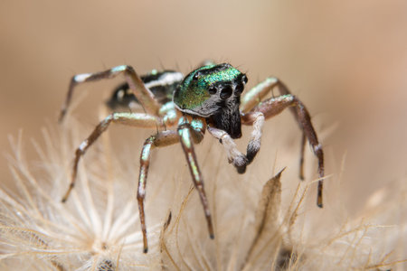 Macro background spider on the plant