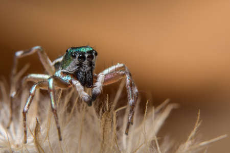 Macro spider brownの写真素材