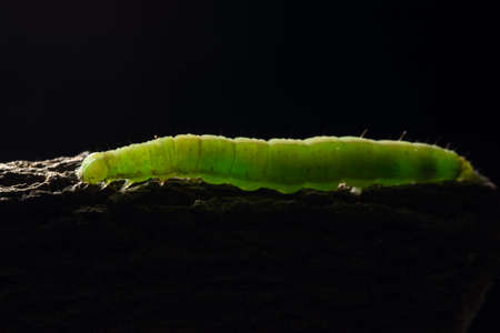 Macro green worm on a branchの写真素材