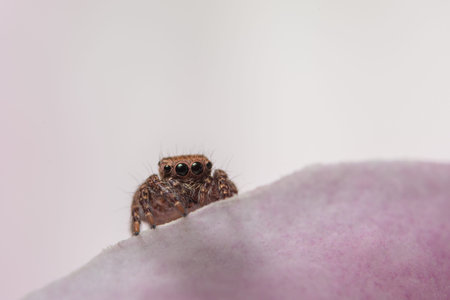 Macro Animal Spider