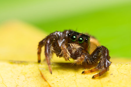 Macro spider on the leaf