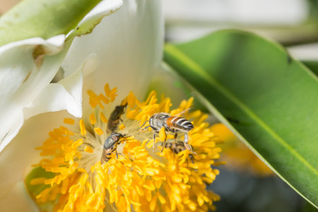 Macro flower bee swarm