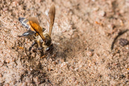 Bee macro is feeding on the ground.の写真素材