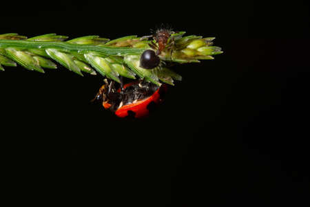 Macro ladybug on a branchの写真素材
