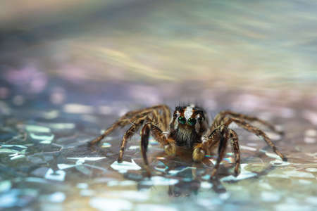 Macro spider colorful backgroundの写真素材