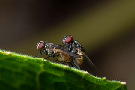 Macro fly on leafの写真素材