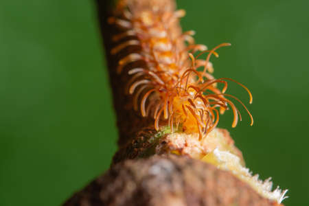 Macro worm on leafの写真素材