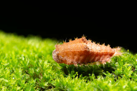 Macro worm on the plantの写真素材