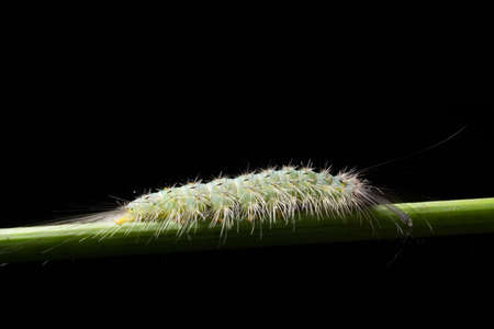 Beautiful macro worm on the plantの写真素材