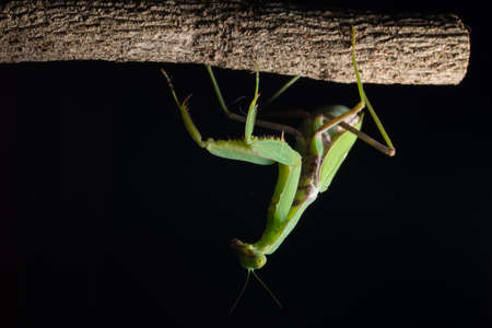 Macro Mantis Green on the Branchの写真素材