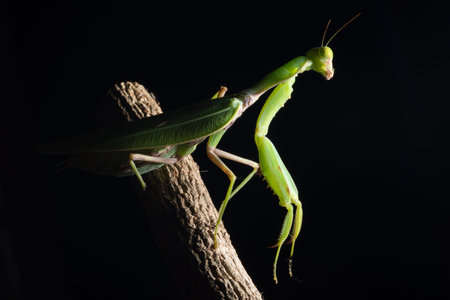 Macro Mantis Green on the Branch