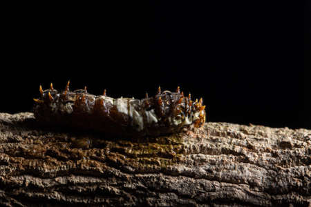 Macro green worm on a branchの写真素材