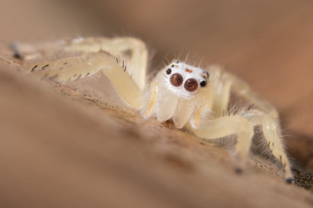 Macro spider on brown ground