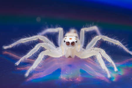 Macro spider whiteの写真素材