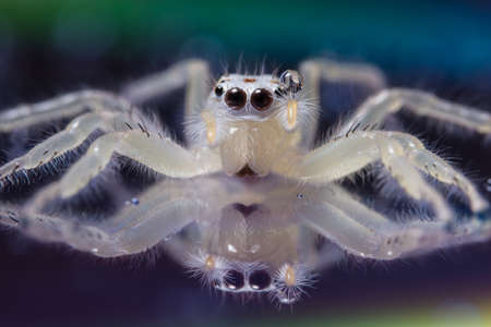 Macro spider whiteの写真素材