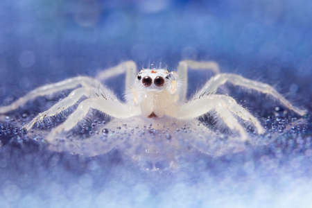 Macro spider whiteの写真素材