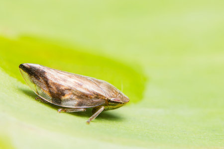 Macro Leafhopper on leaf