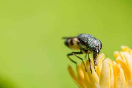Macro Syrphidae are looking for food.の写真素材