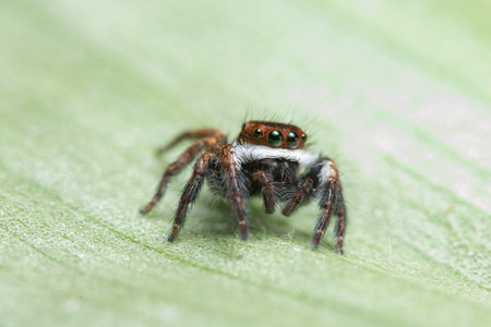 Macro background spider